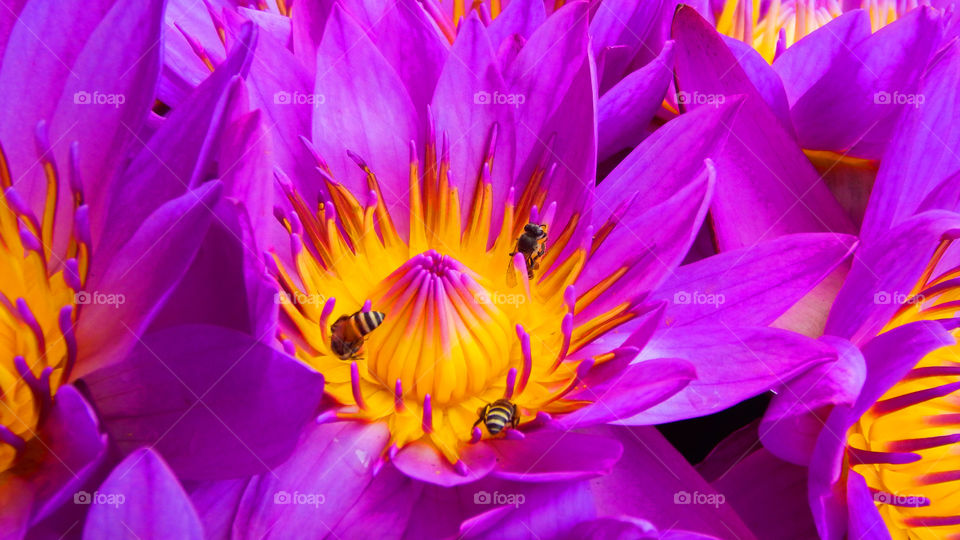 Sri Lankan lotus flower with bee