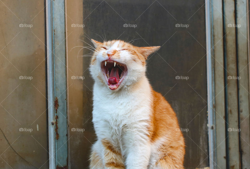 A ginger white cat yawning