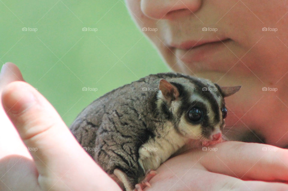 Framing: An adorable little Sugar Glider sits comfortably at the neck of a young man framed by the mans head & hands who gently ensures the animal is safe but doesn’t feel trapped. The marsupial felt content & sniffed & licked the young man’s hand.