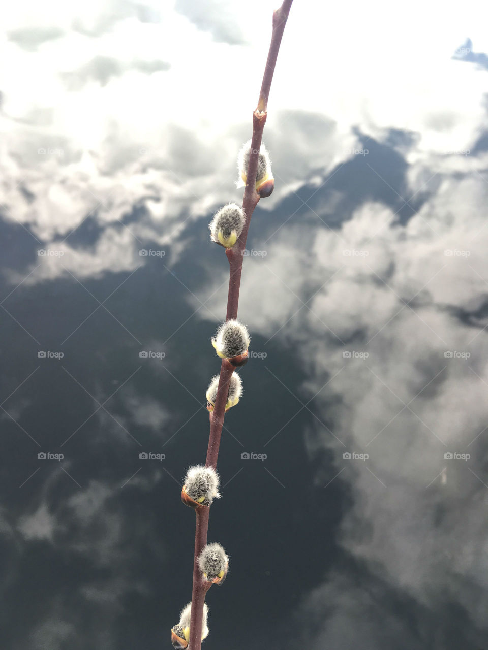 First swollen willow buds