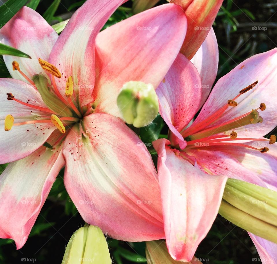 Pink day lilies