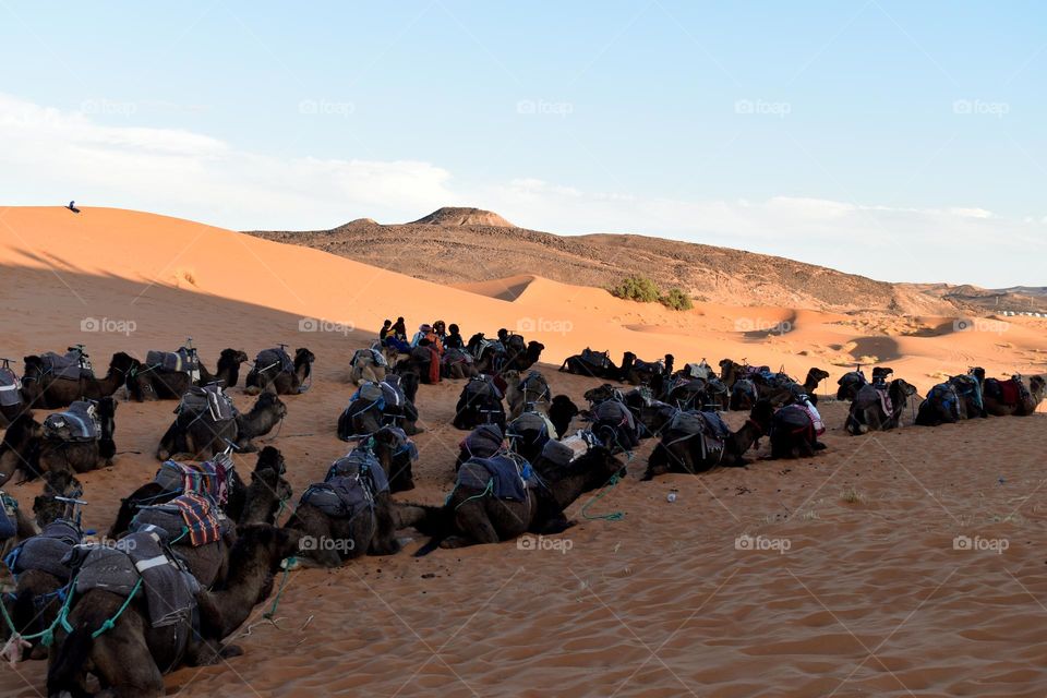 Camels in the desert