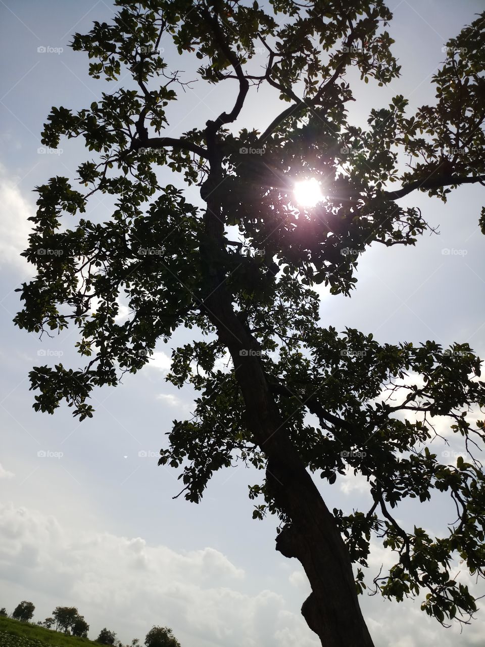 BBB.one day evening... a wonder of the  sky nature's ..Sun shines on the middel of the tree...it's looking beautiful .. viewing.