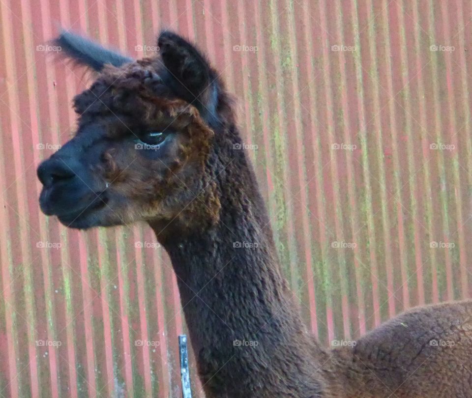 Black alpaca