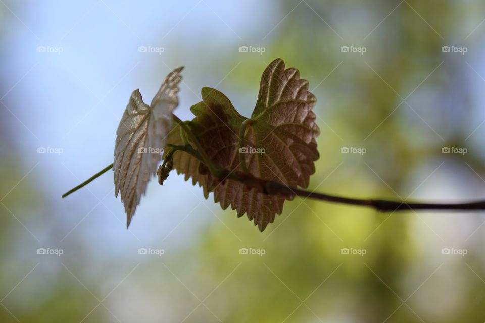 closeup of new leaves.