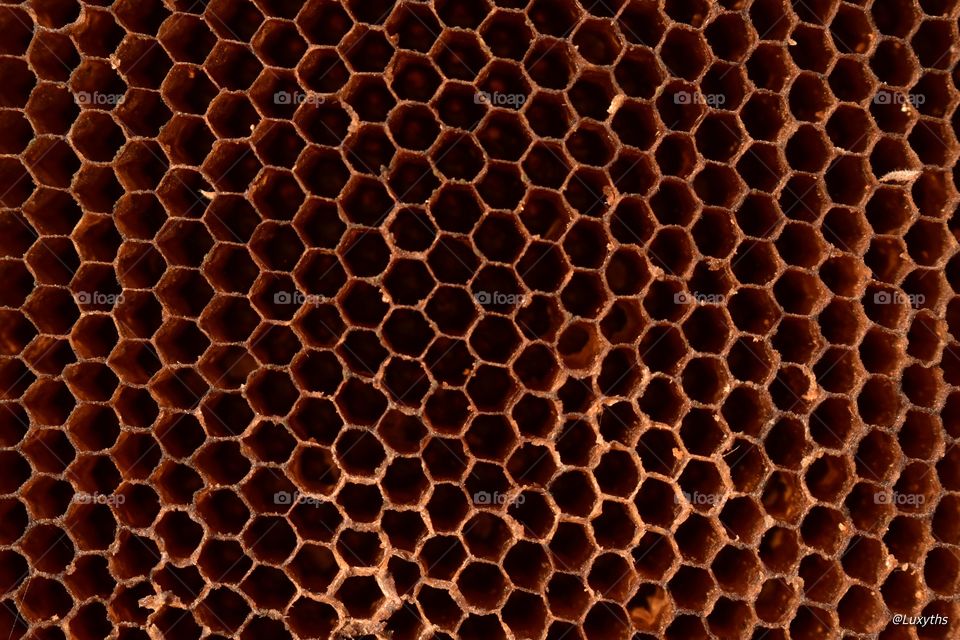empty honeycomb