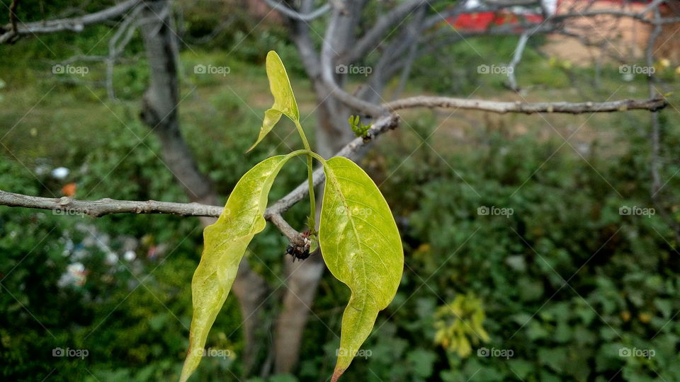 the beautiful small green colour three leaf's