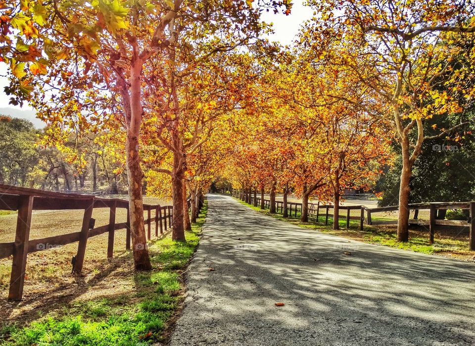 Rural Road In Northern California 