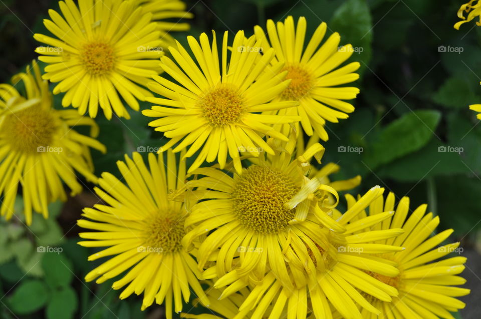 yellow chamomile