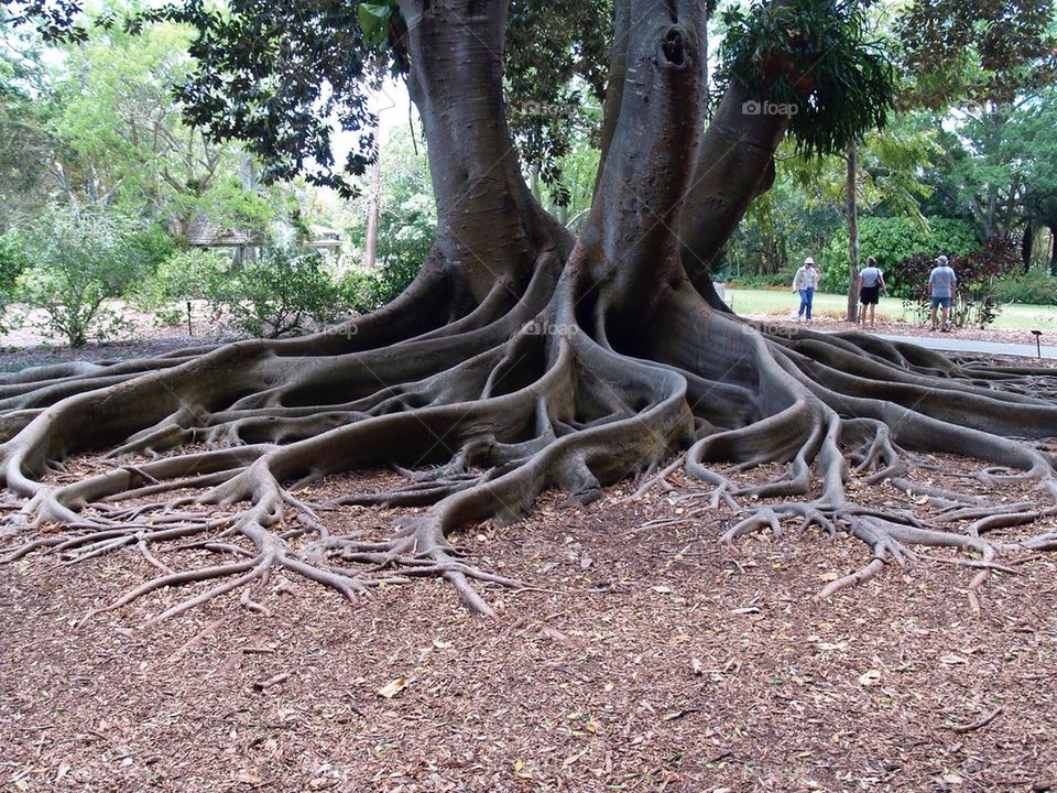 Roots