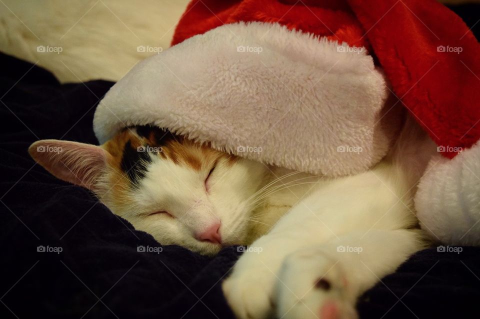 Merry Christmas from my Bubbles! Enjoying family time, warm snuggles, and Santa hats! 