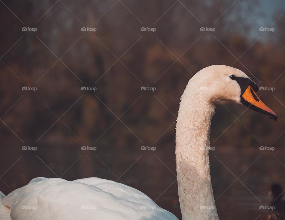 swan in the park