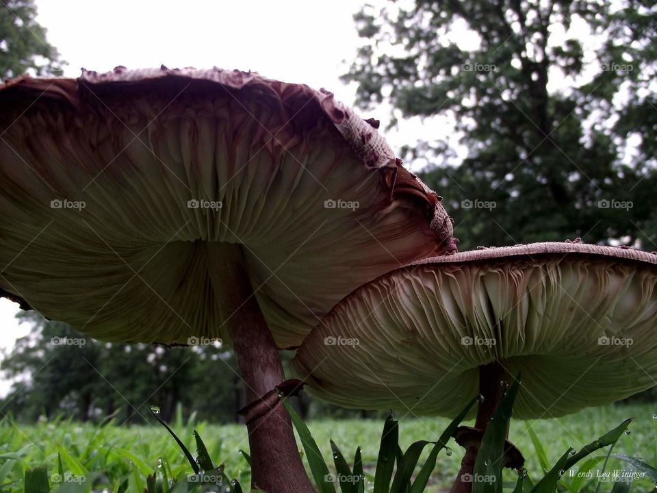 Beneath the mushroom