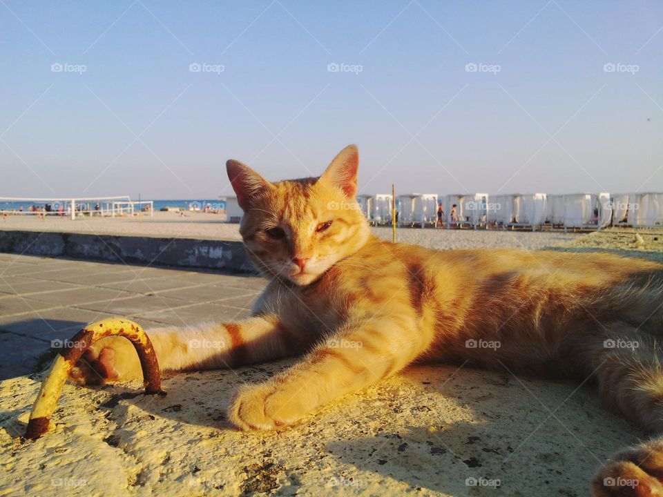 redhead cat