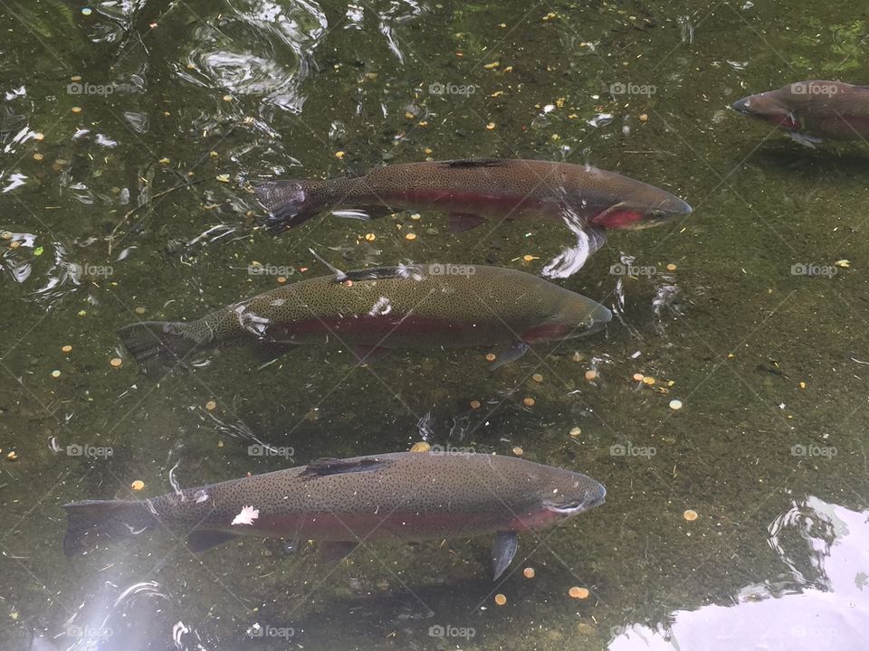 Fish In a Pond. fish swimming Ina pond 