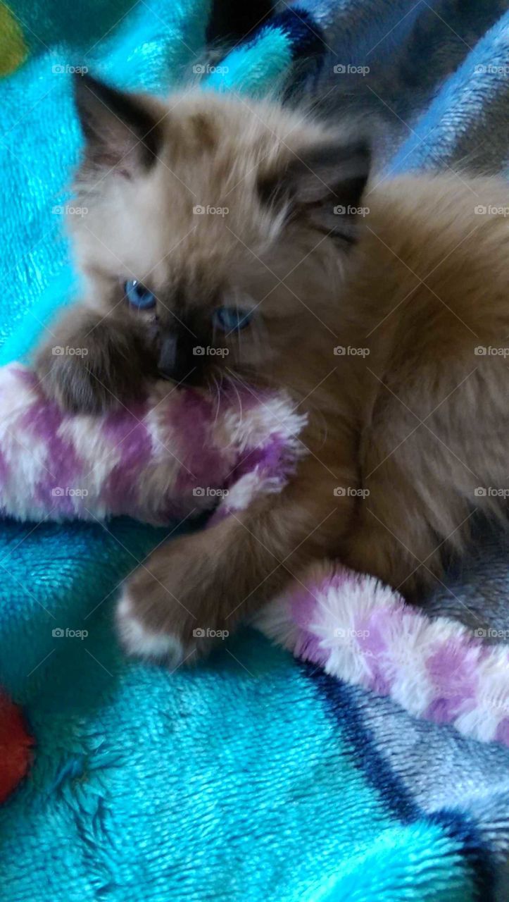 Beautiful, blue eyed, 8wk.old Siamese mix Bella