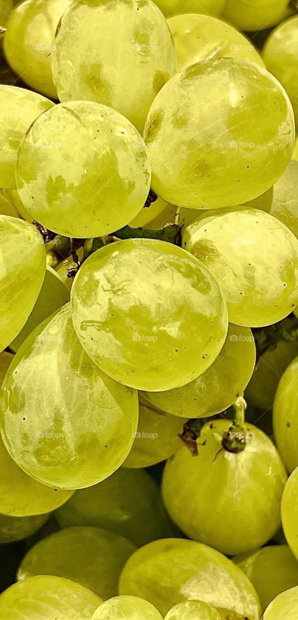 Branch of green grapes shot close-up