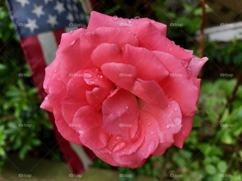 American rose