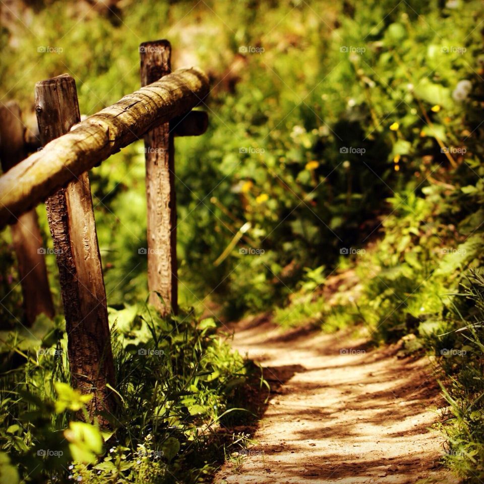 A path in the forest 