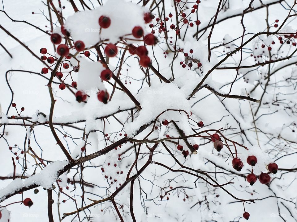 winter berries