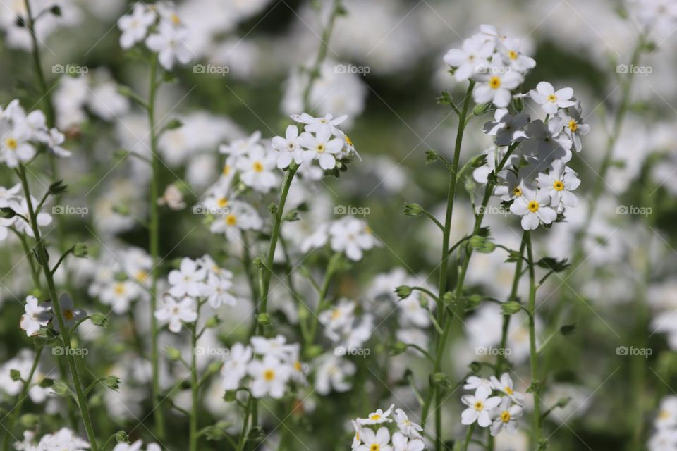 Spring flowers 