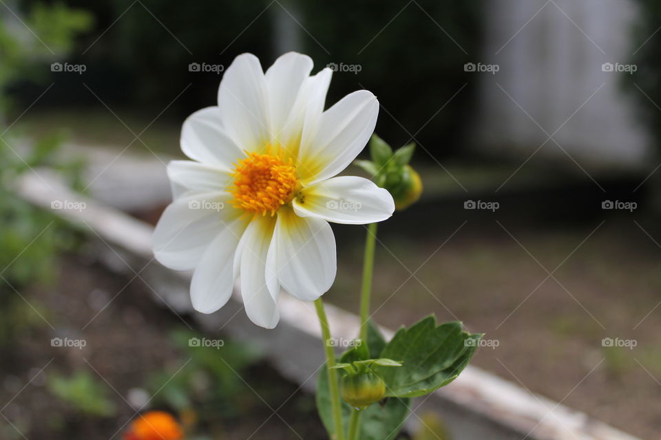 White. White flower 