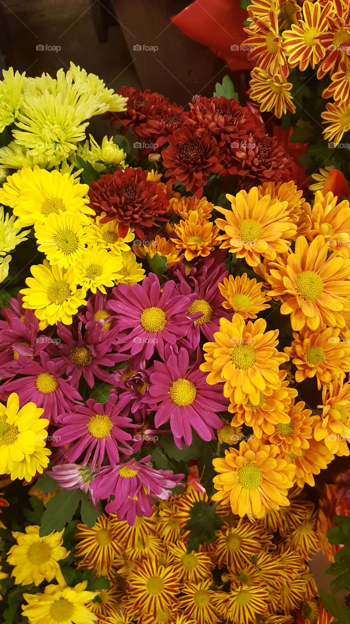 Colorful Mums