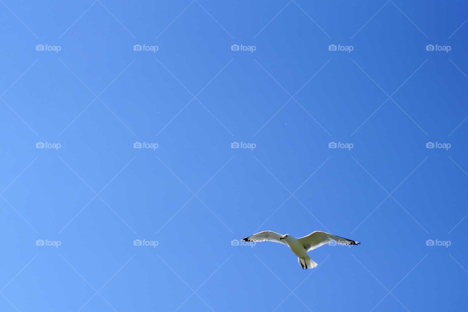 Seagull flying low