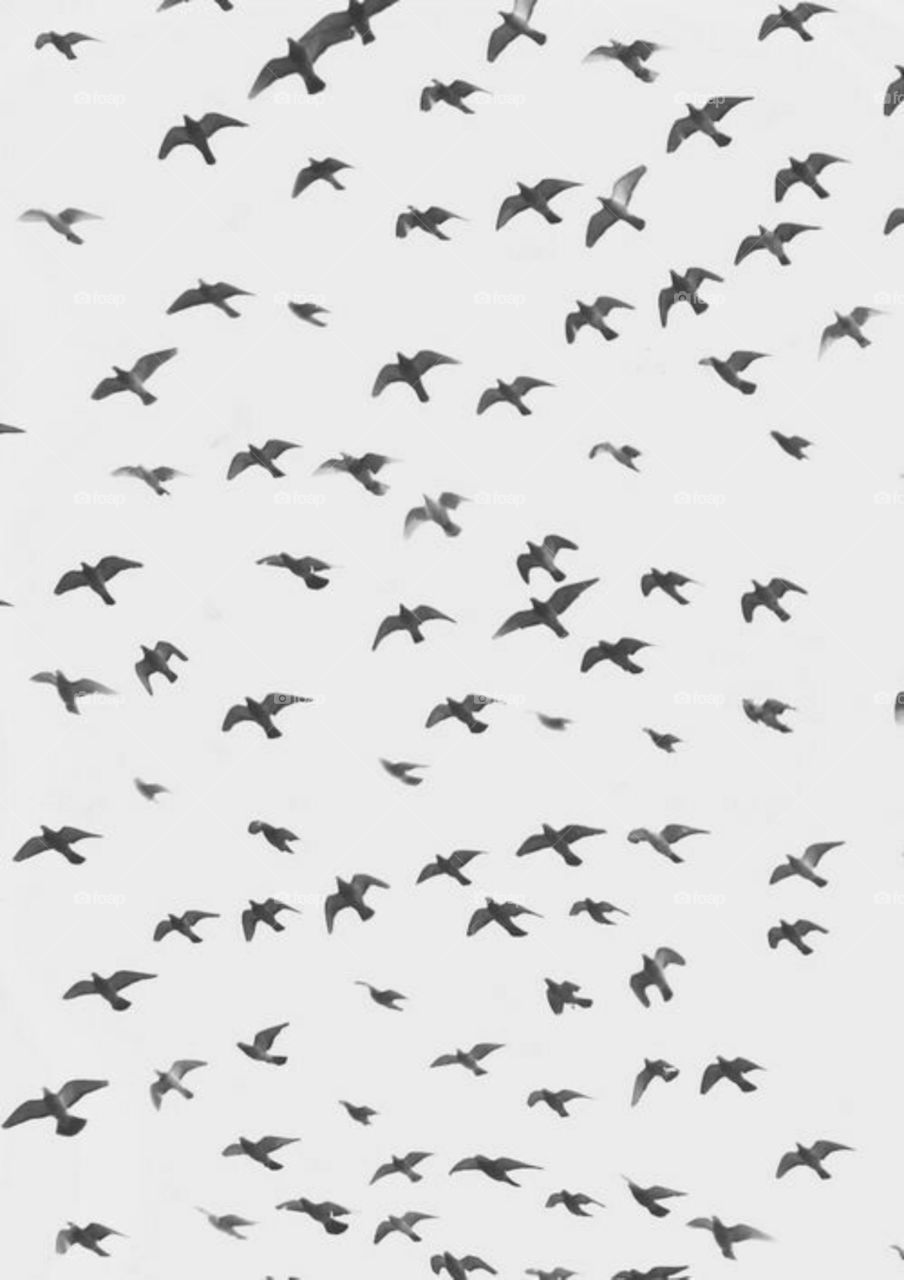 birds