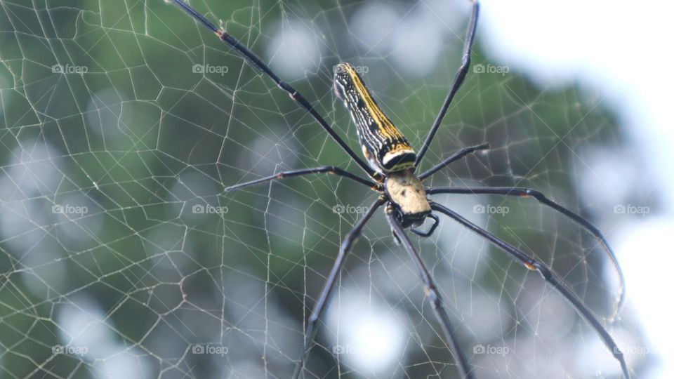 The Nephila pilipes spider is one of the largest types of spiders and is known in Indonesia under the names weaver spider, golden ball weaver spider, golden ball web spider