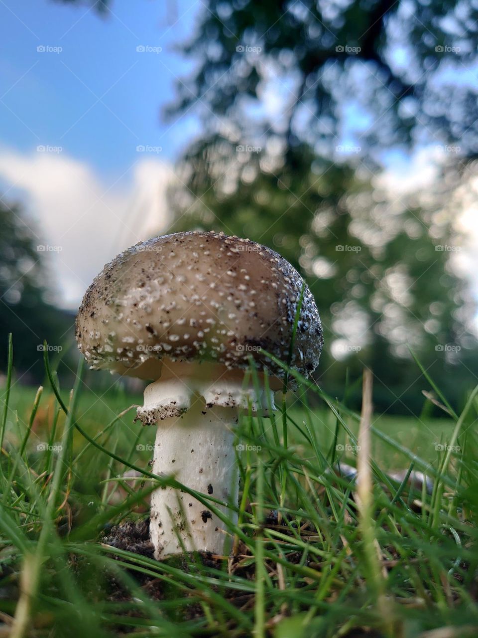 Brown with white spots mushroom