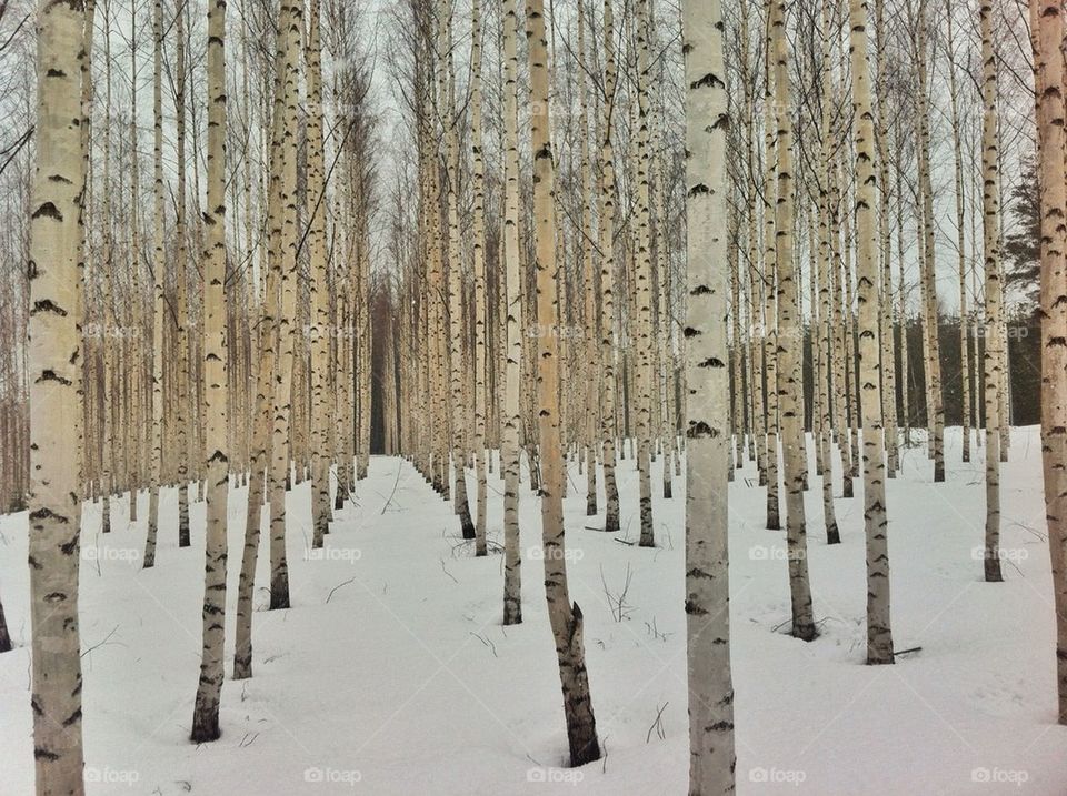 snow sweden wood tree by jowe