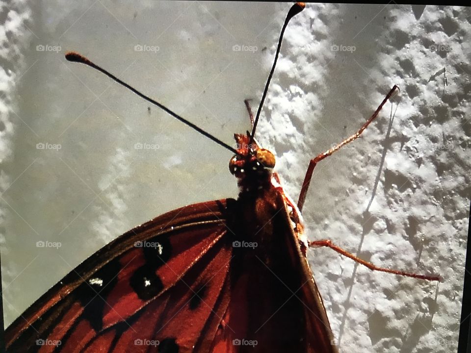 Butterfly on a wall