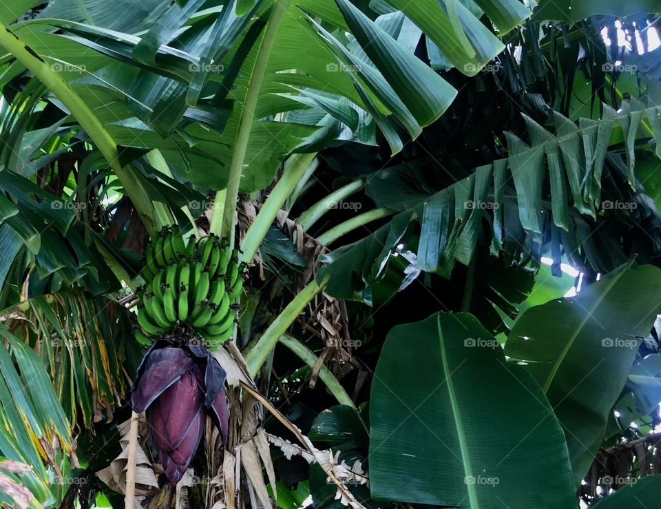 Banana tree 