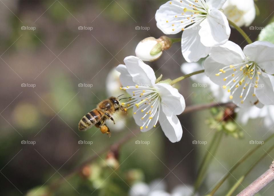 macro blossom bee honey by ezatvar