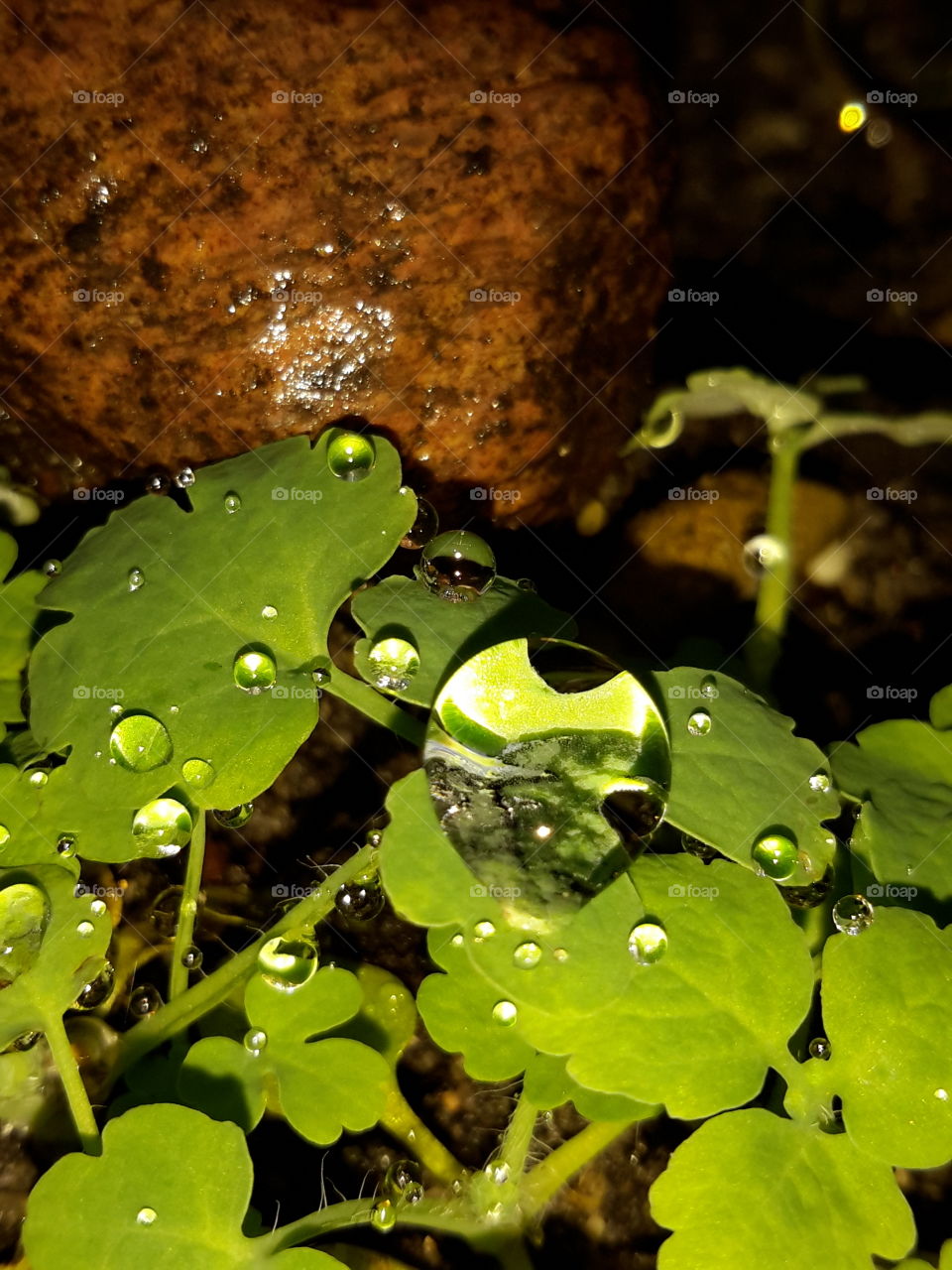 Diamond drops . Early autumn morning. Poland, Zielona Góra