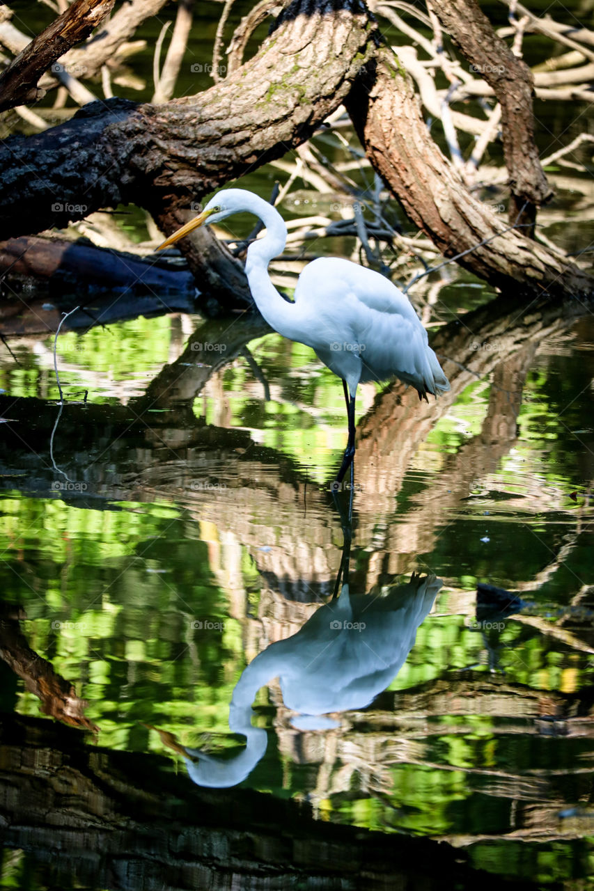 Great white egret is hunting on the pond