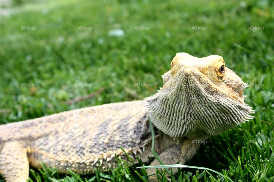 A bearded dragon plays in the backyard.