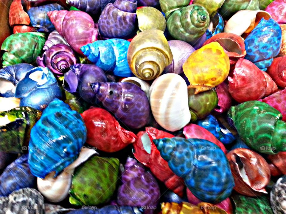 colorful shells
