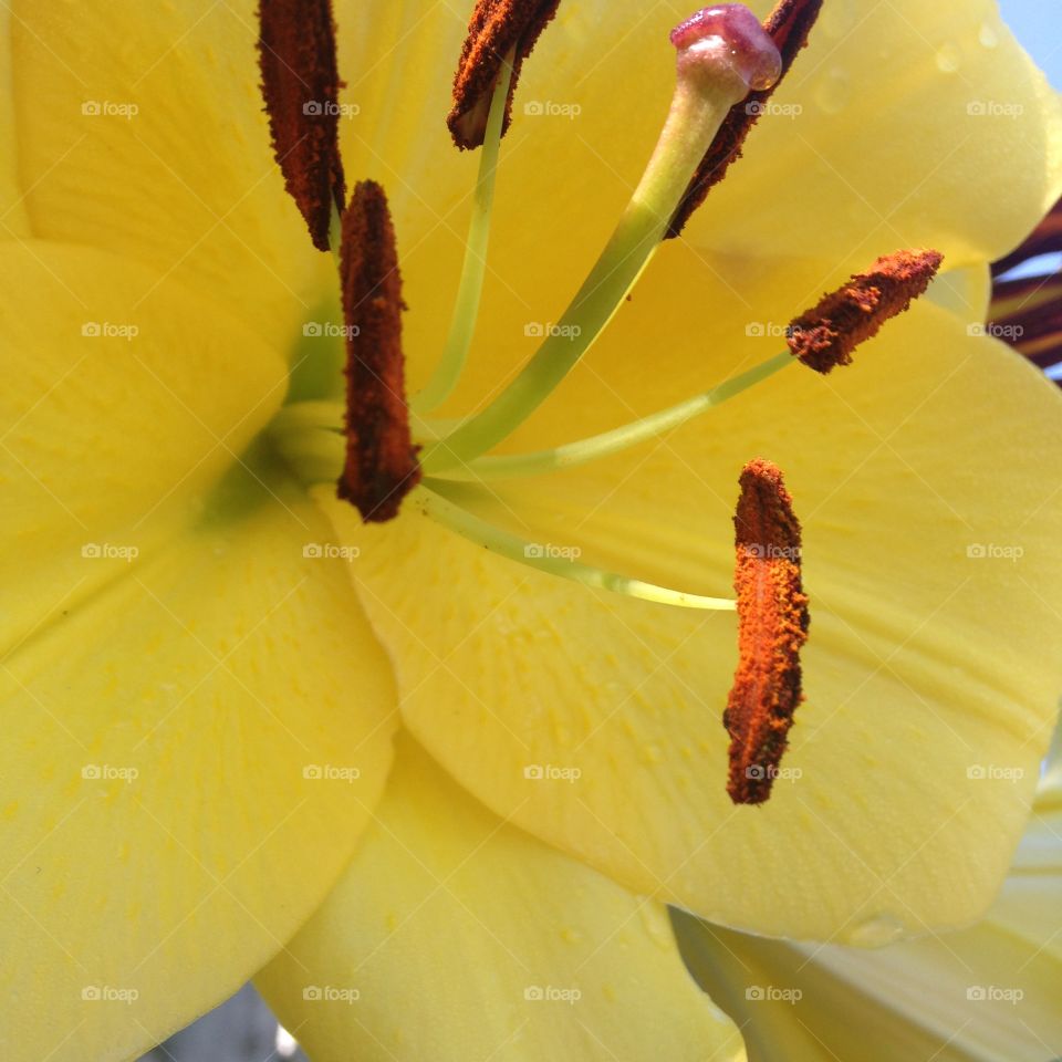 Yellow lily. Yellow Lily