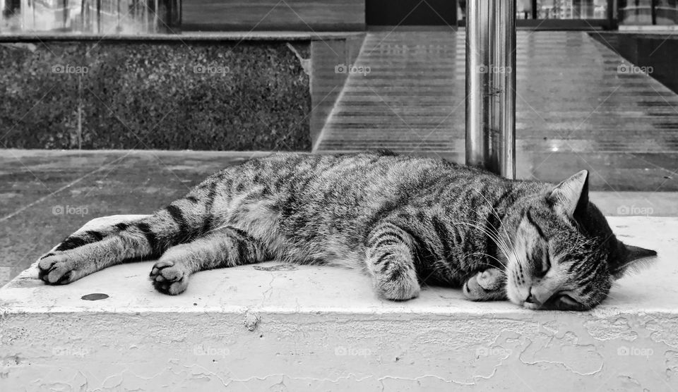 Sleeping cat BW