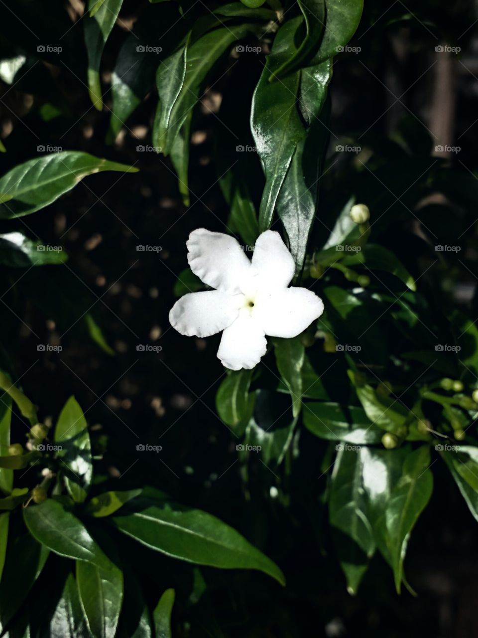 white flower