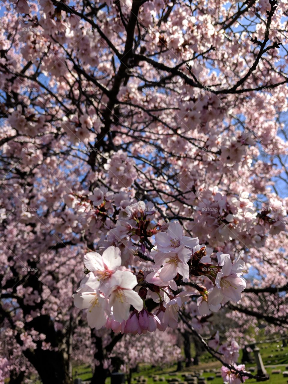 Pretty pink blossoming flowers on a tree