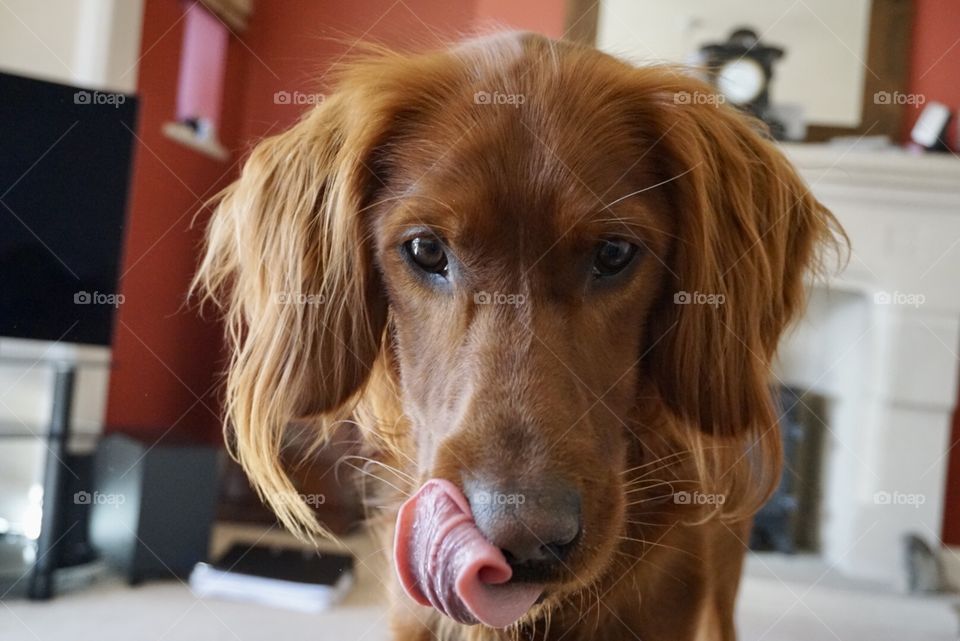 Dogs are my favourite ... photo of Quinn anticipating a treat 🐶