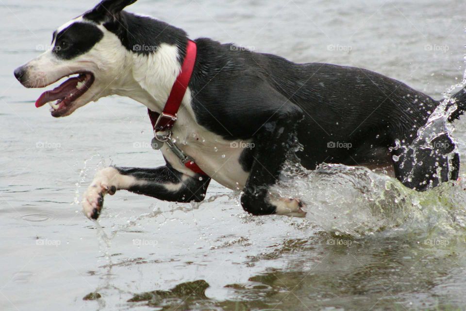 dog playing in water