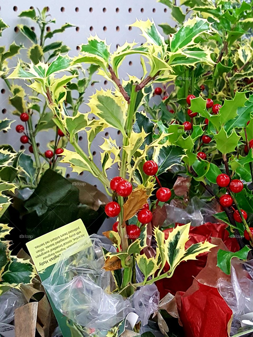 I wasn't sure if this holly I found at the store was real; it was so fake looking. Just the berries are fake though.