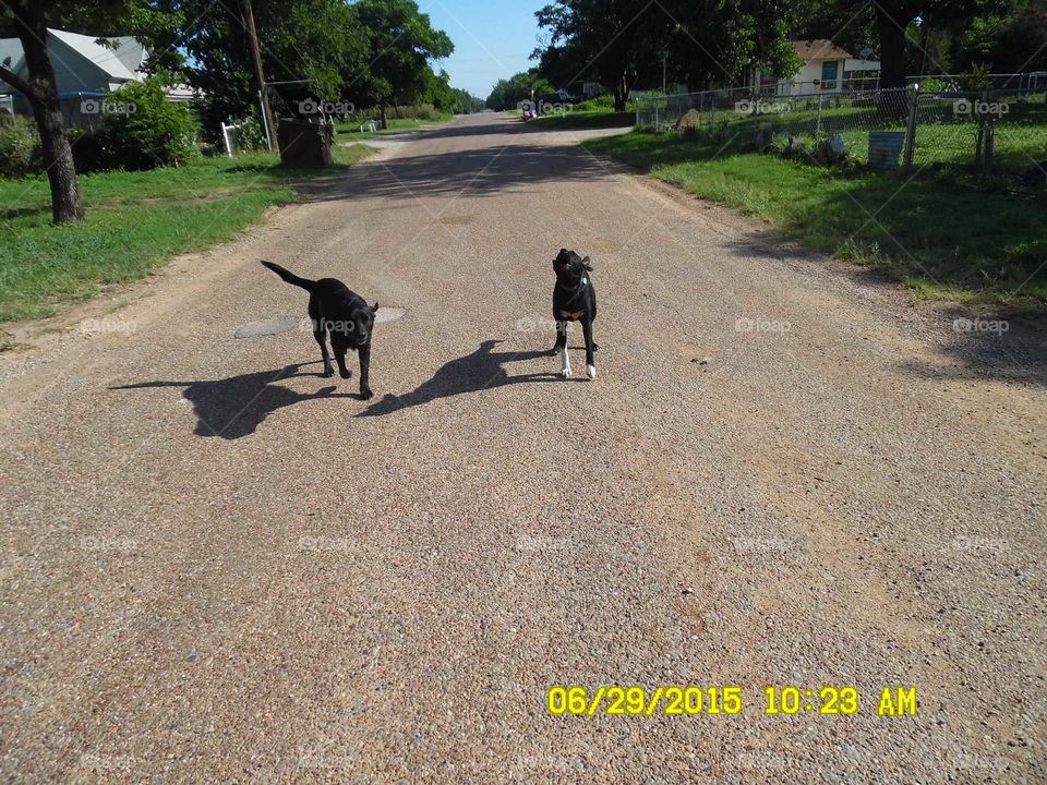 please don't bite. This is a picture of a couple of dogs that approached me while I was out walking 🚶 🏃 🔥 💨 in Graham Texas Sunday morn