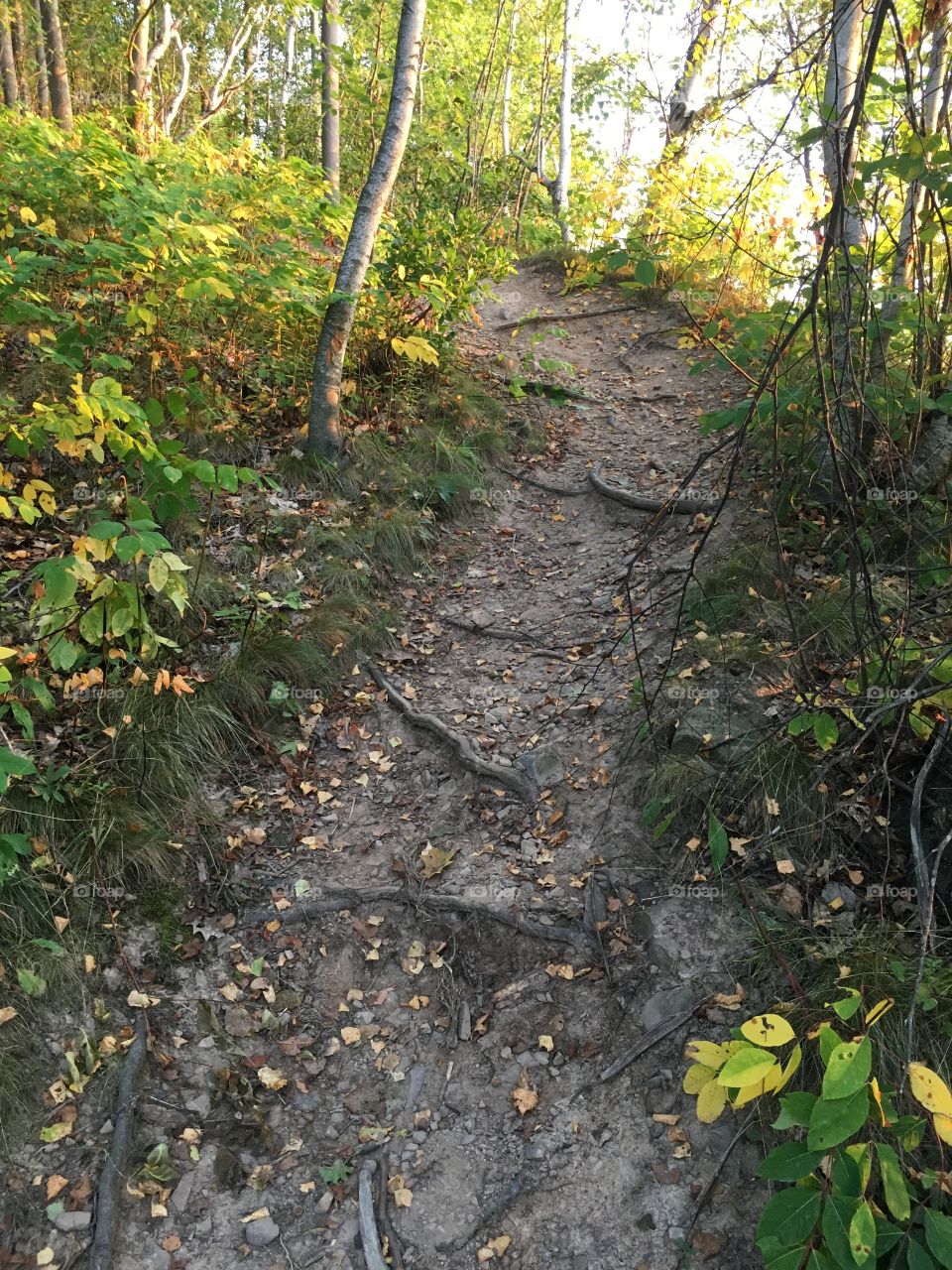 Roots make great steps 