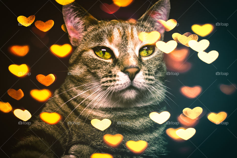 grey cat with hearts