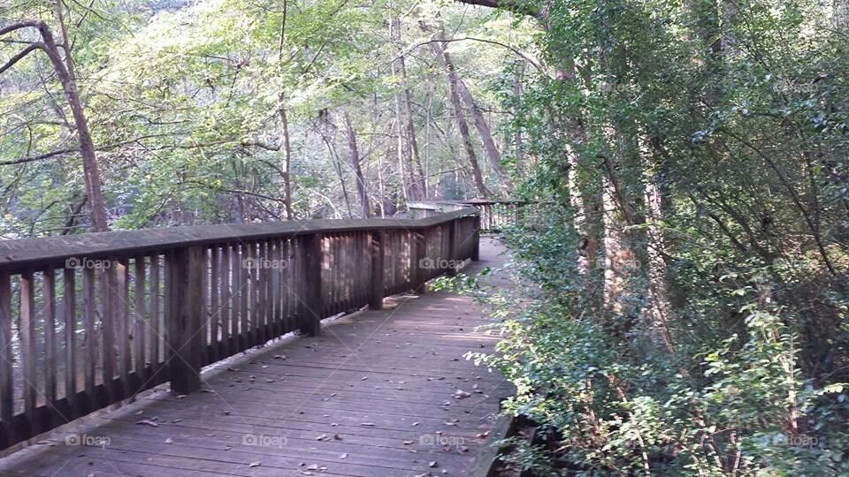 Woodland Board Walk